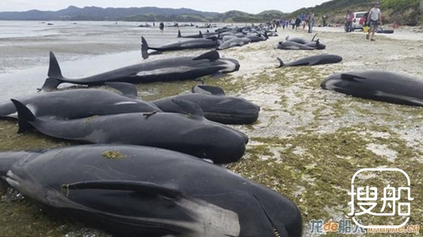 新西兰416只巨头鲸集体搁浅，超过300只一夜死亡