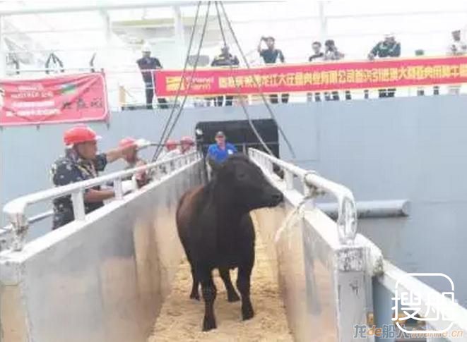 中远船务牲畜运输船为国内首次进口墨雷灰牛