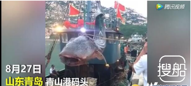 渔民休渔期违规出海 捕捞国家二级保护动物鲸鲨被