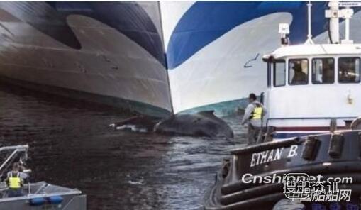 总统八号豪华邮轮报价 “Grand Princess”号豪华邮轮船头发现死亡的鲸鱼
