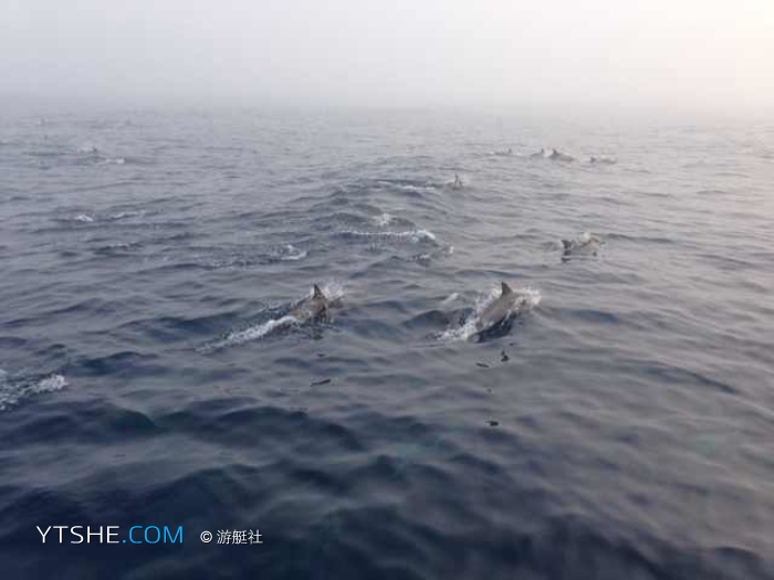 猎豹帆船 福日猎豹双体帆船在中国近海发现大规模海豚群
