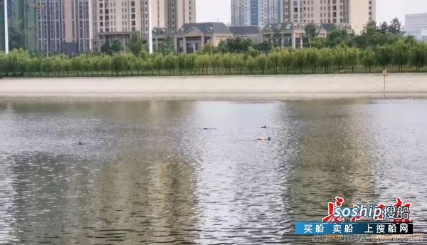 航道上有人游泳，船舶无奈播放“请求避让”