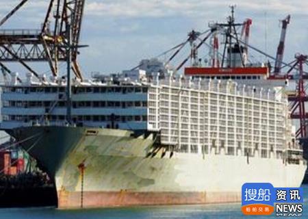 广东中远船务拿到2艘牲畜运输船订单